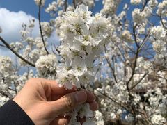 -樱桃山旅游景区