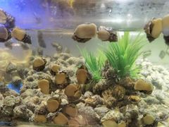 -V-ONE西雅图海鲜自助餐厅(仓山万达广场店)