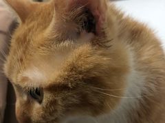 -瑞派宠物医院(搏威敦和院)