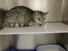 -中农国际动物医院24小时·猫科·骨科·急重症中心