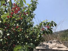 -北宅大永樱桃采摘基地(崂山总部)
