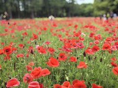 -上海共青森林公园