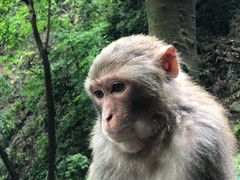-黔灵山公园