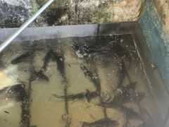 -姥家大锅台水库渔家