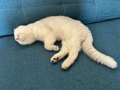 -博特宠物医院24h犬猫全科.骨科·异宠