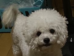 -半岛宠物医院24小时(科华中路店)