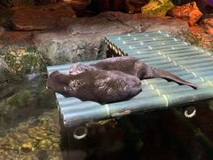 -暹罗海洋世界