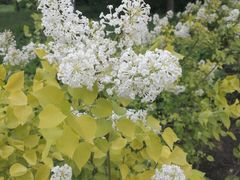 -黑龙江省森林植物园
