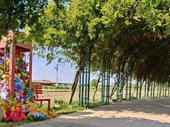 -杭州湾海上花田景区