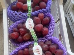 -马陆小张葡萄园农家乐