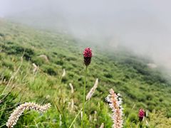 -白草畔自然风景区