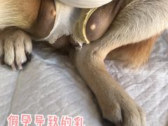 -北京观赏动物医院·24小时大型综合·猫专科·异宠专科