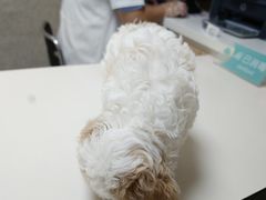 -谐和益家动物医院·免疫绝育·血液透析·宠保定点医院(高新伊藤分院)
