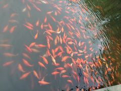 -西湖外事游船(花港观鱼码头)