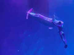 -芜湖新华联大白鲸海洋公园