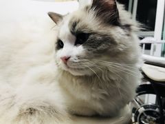 -Bastet sally猫舍购宠(静安店)