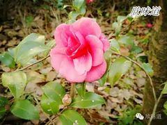 -山湖温泉