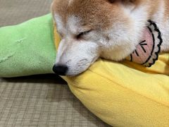 -逗柴咖啡屋·狗咖猫咖宠物桌游