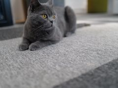 -米宠家·撸猫猫咖小萌宠·猫咪洗澡·猫咪寄养(高新大都荟店)