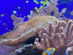 -江和美海洋公园