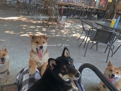 -柴犬高等学院·狗咖·柴犬售卖·宠物训练