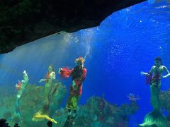 -芜湖新华联大白鲸海洋公园