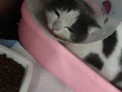 -佳怡动物医院·平价24小时·猫专科骨外科