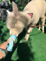 -萌宠亲子动物乐园(槐房万达店)