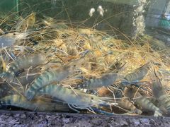 -海鲜e族(马王堆店)