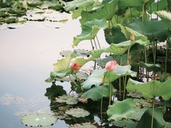 -宝岛公园