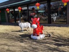 -阳坊胜利涮羊肉(阳坊老店)