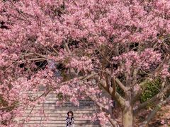 -风云岭森林公园