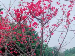 -观澜湖生态运动公社
