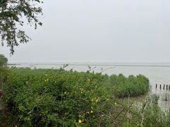 -贡湖湾湿地公园