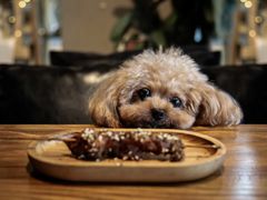 -百好乐宠物友好餐厅(朝外大街店)