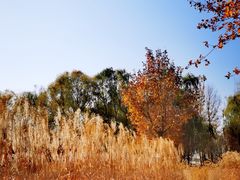 -野鸭湖国家湿地公园