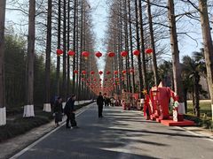 -黄海国家森林公园