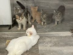 -楼上猫咖(罗湖店)