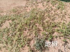 -陕北农家小吃风干羊肉剁荞面