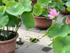 -莲花池公园