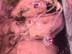 -芦潮港集贸市场