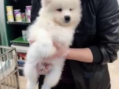 -翊宠yipet猫狗购宠庄园犬舍•猫舍