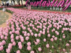 -洛阳郁金香牡丹园