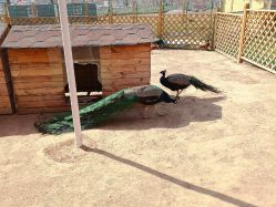 -萌宠亲子动物乐园(槐房万达店)