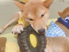 -逗柴咖啡屋·狗咖猫咖宠物桌游