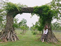 -上海海湾国家森林公园