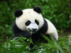 -都江堰中华大熊猫苑