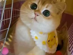 -猫十亿·布偶金渐层·曼基康矮脚猫舍(青年路店)