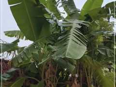 -云溪植物园