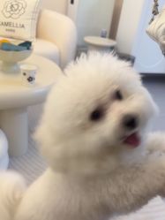 -咪咪专业脱毛连锁机构